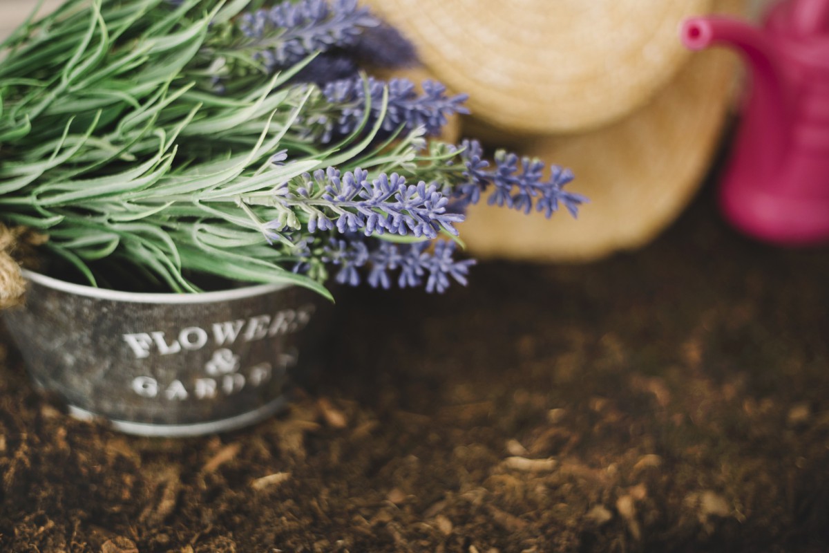 Секреты выращивания пышной лаванды: от семян до цветения