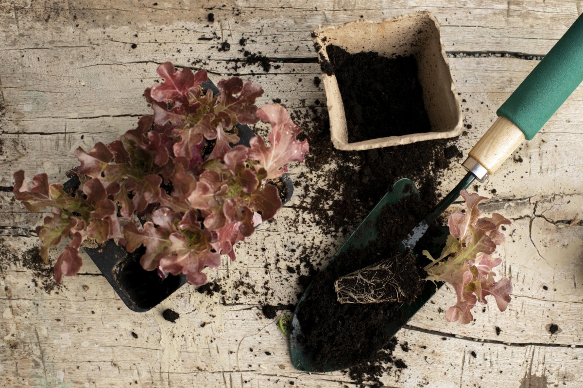 Как использовать опавшую хвою для комнатных растений