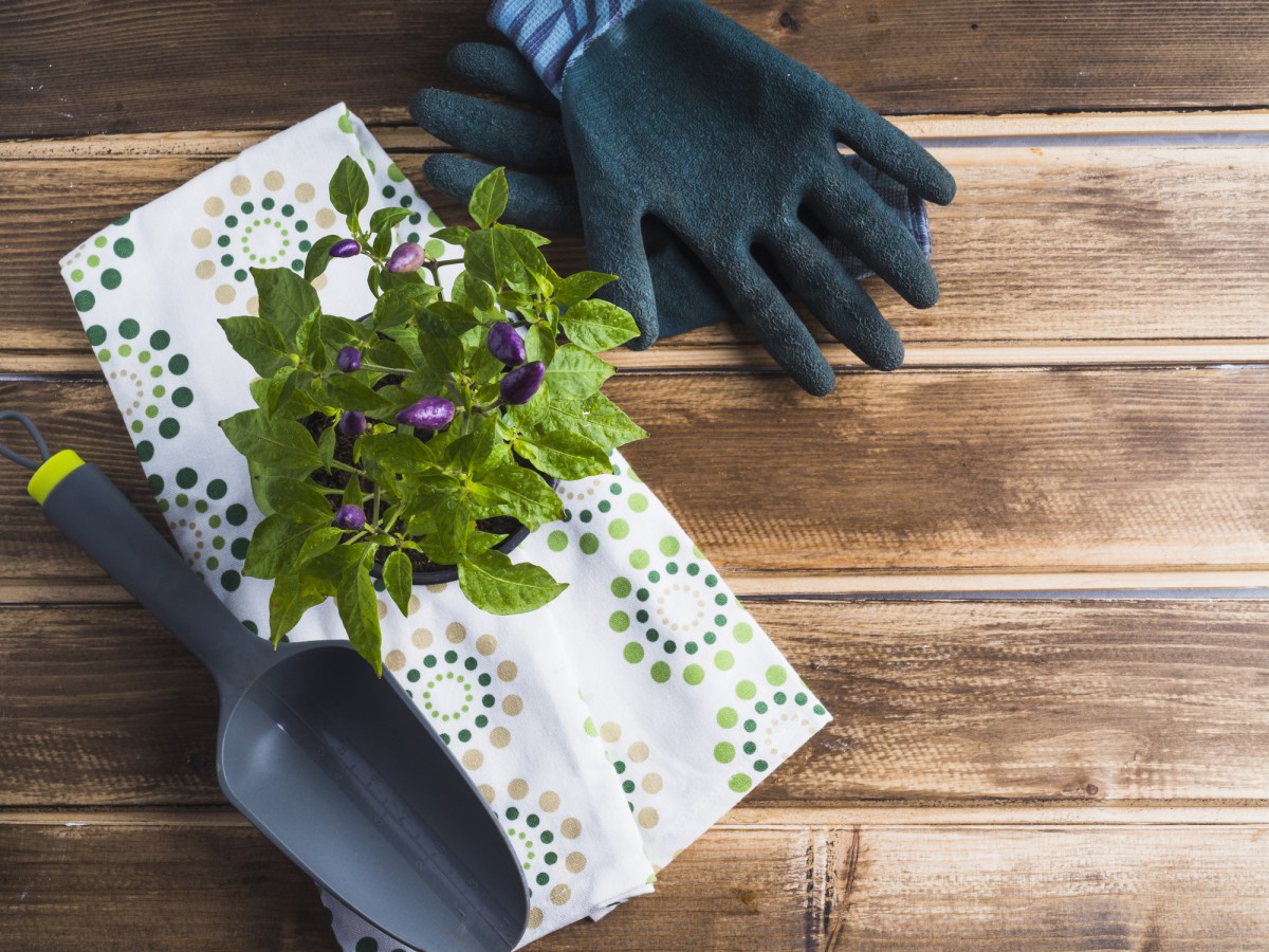 Как использовать одноразовые маски на даче: хитрость для рассады