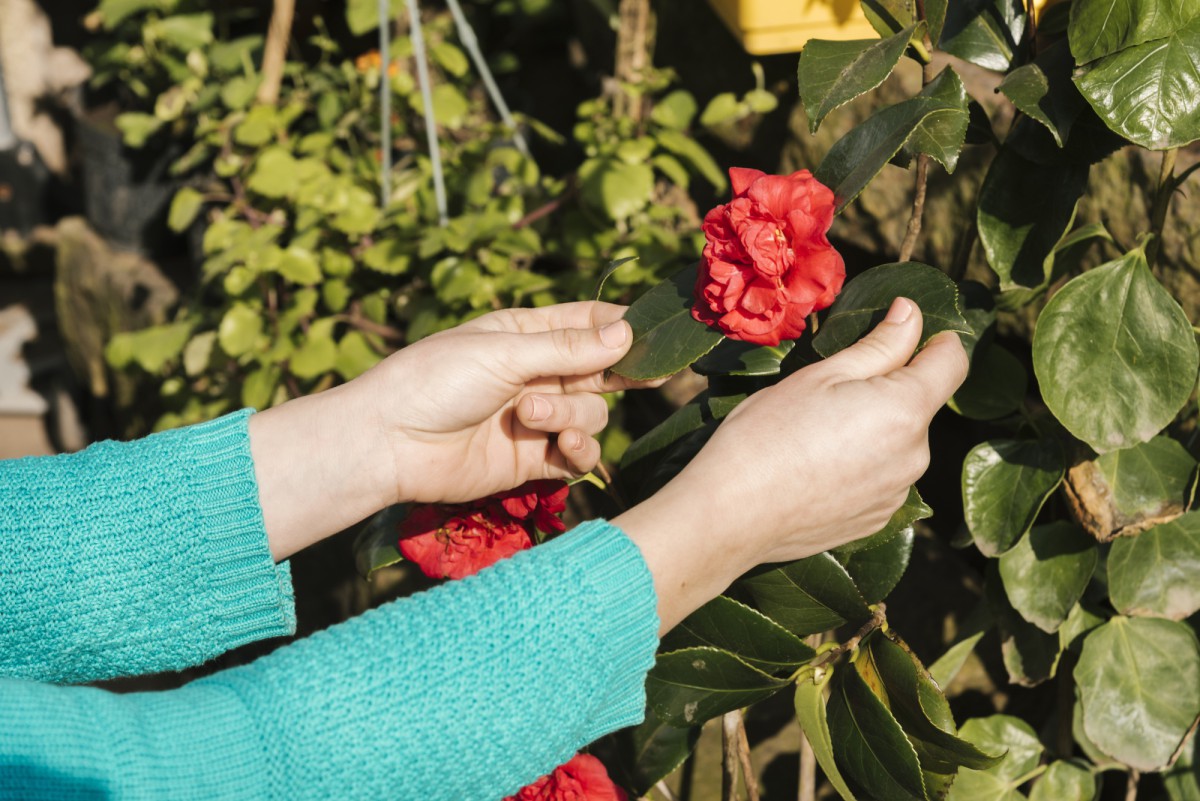 Как не потерять розы: признак перерождения в шиповник