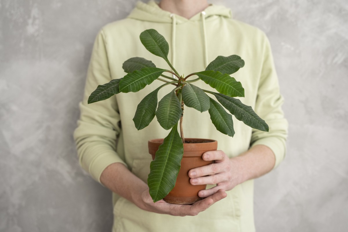 Волшебное средство для комнатных растений: оживите свой сад без лишних хлопот!