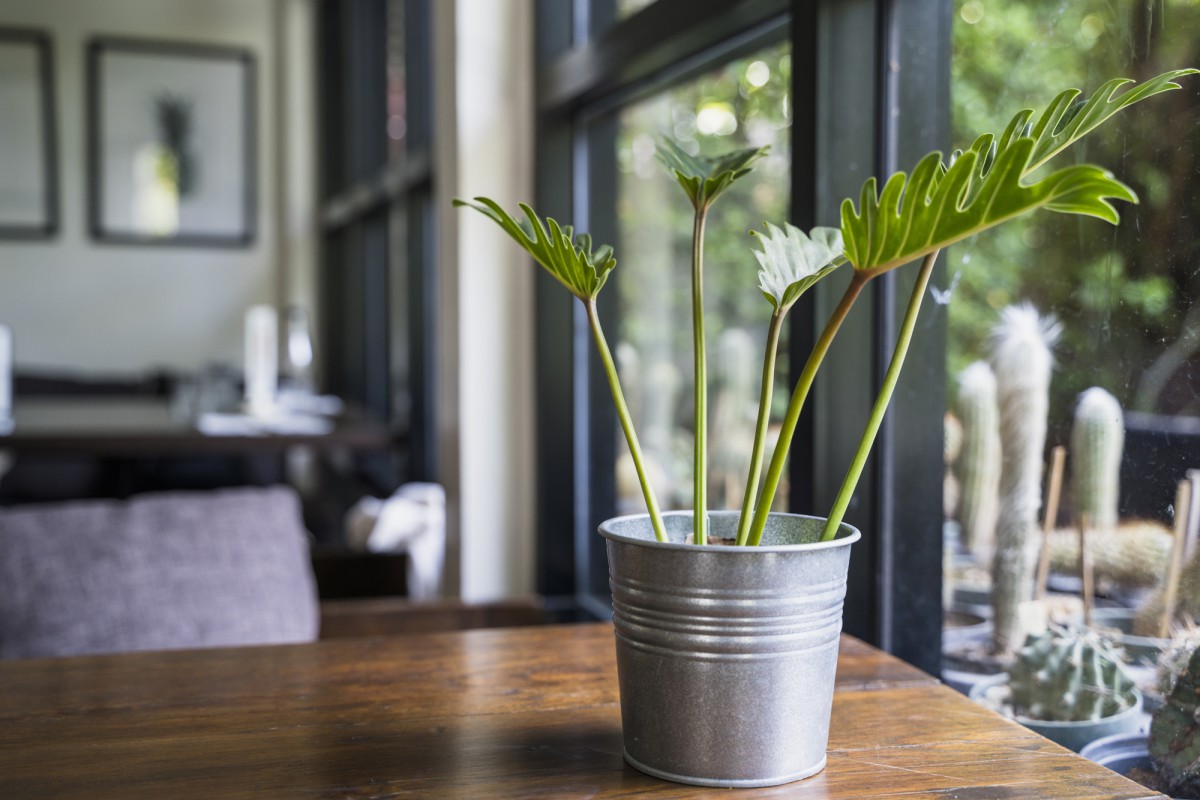 Почему спатифиллум отказывается цвести: раскрываем все секреты