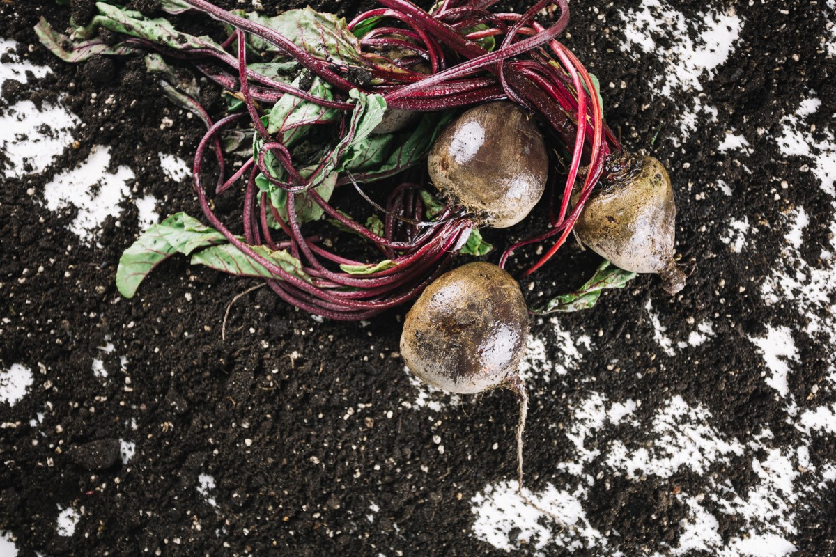 Секрет богатого урожая картофеля: мульчирование соломой