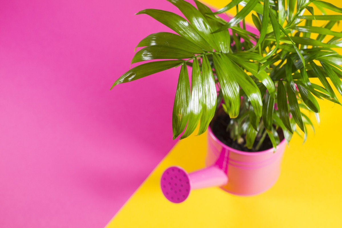 Невероятные растения, которые будут цвести в вашем доме круглый год!