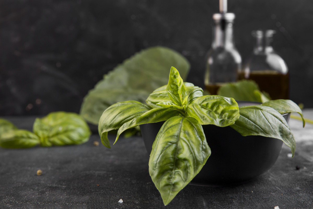 Базилик против стресса: научное подтверждение эффективности
