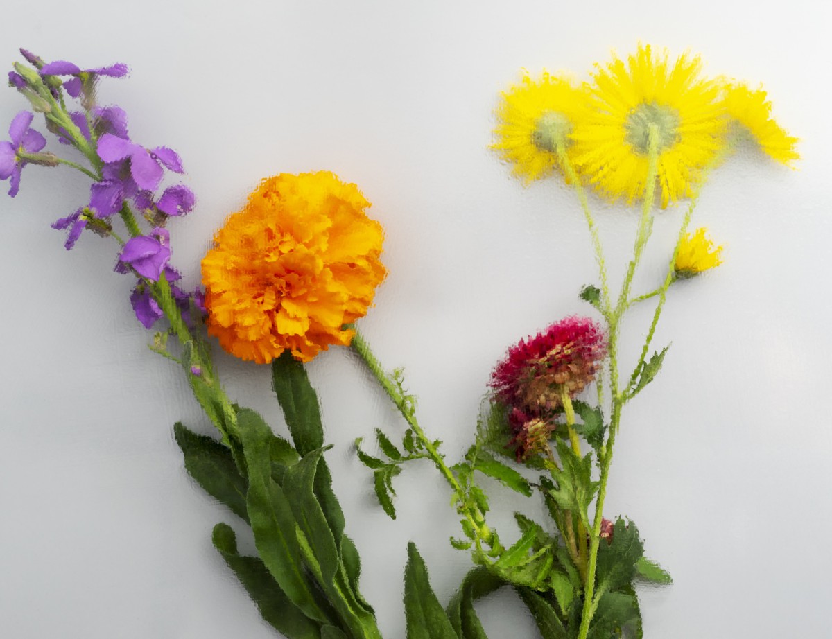 Растения-репелленты: как защитить дом от тараканов