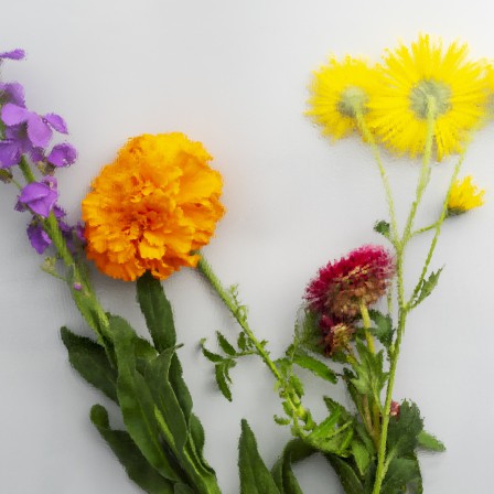 Растения-репелленты: как защитить дом от тараканов