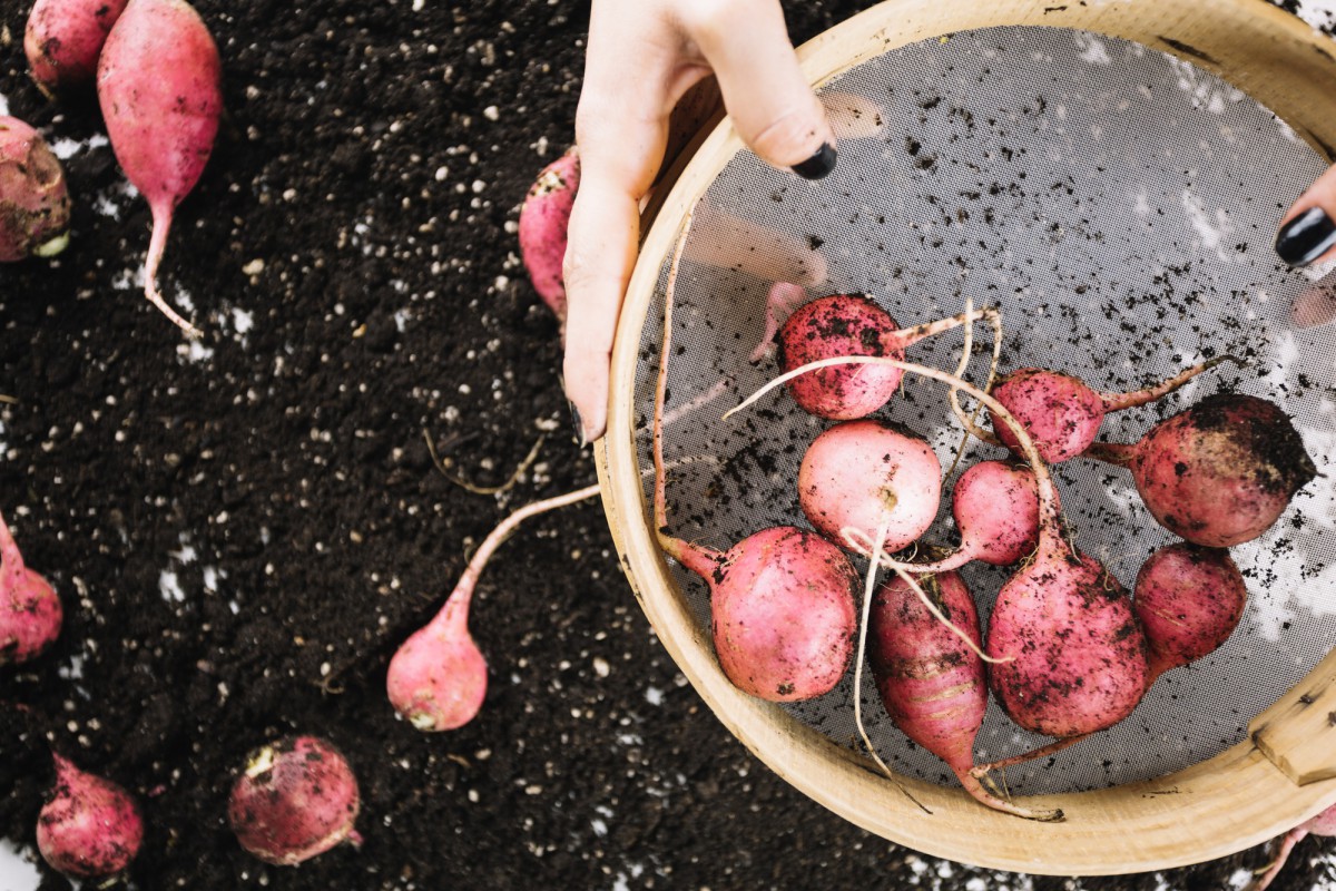 Секреты выращивания сладкой свеклы: советы опытных садоводов