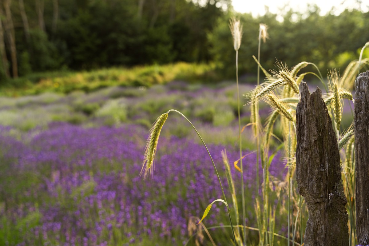 Как выбрать лаванду для российского климата: советы эксперта