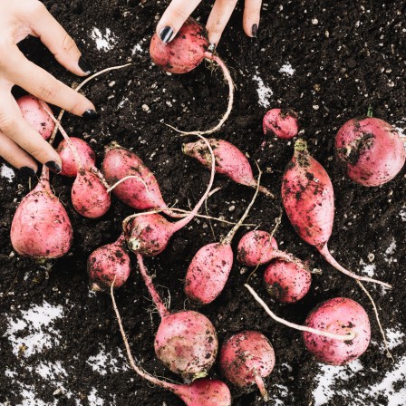 Как не загубить урожай свеклы: частые ошибки дачников при поливе