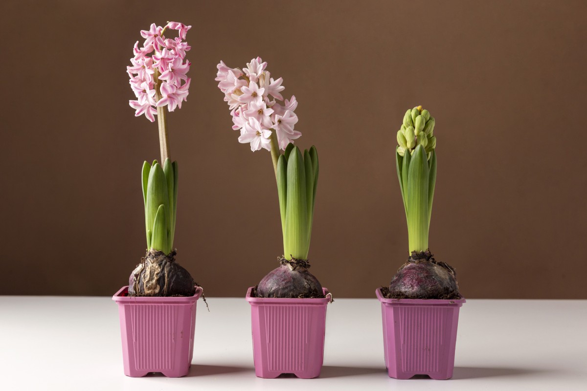 Как спасти новую орхидею: секреты успешной пересадки