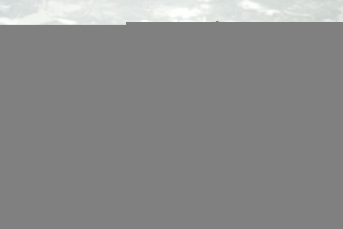 Печенье на скорую руку: гости будут в восторге!