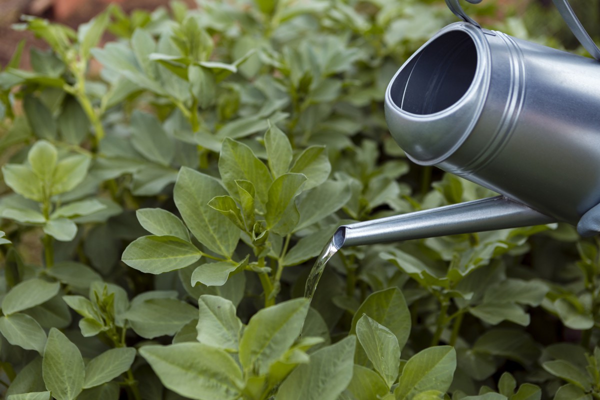 Жимолость каприфоль: идеальное решение для вертикального озеленения