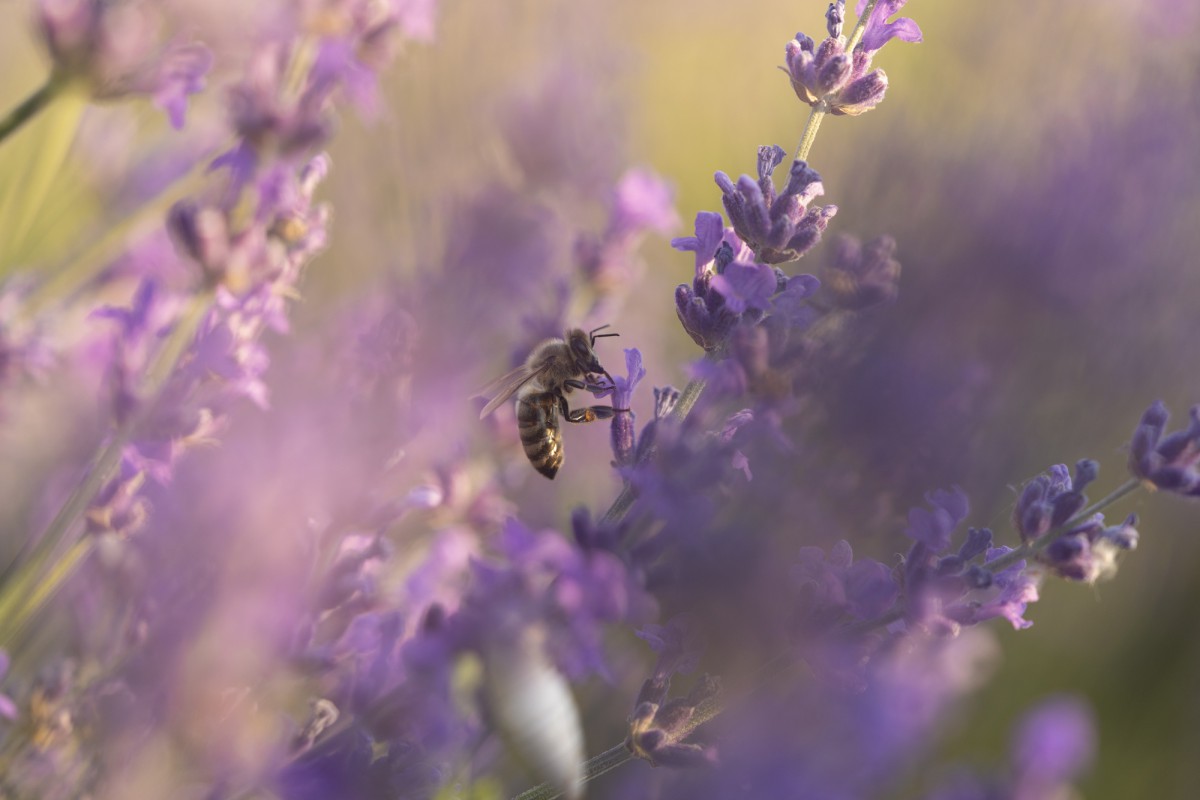 Как избавиться от плодовых мушек на кухне: простой и эффективный способ