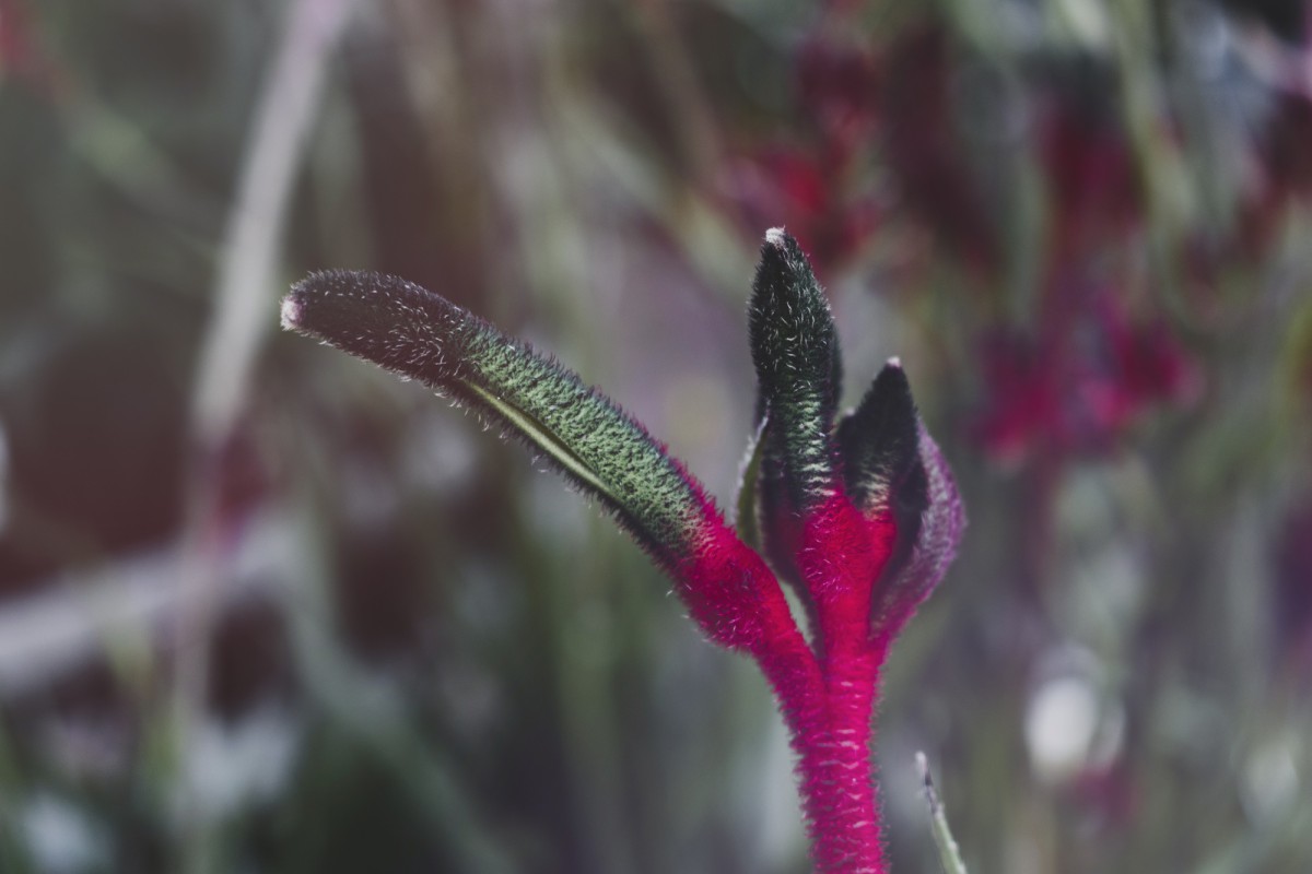 Сорняки, которые могут стоить вам денег: что запрещено выращивать на участке