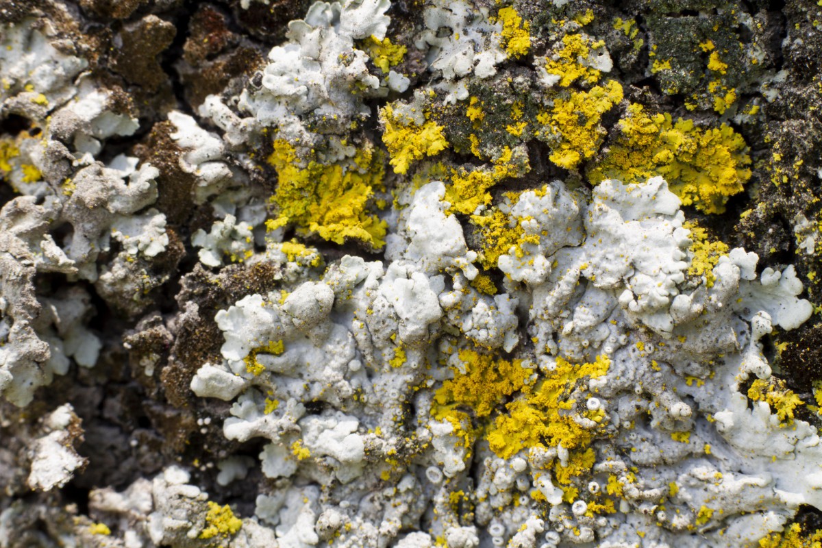 Как быстро избавиться от плесени и сырости: простое и эффективное средство