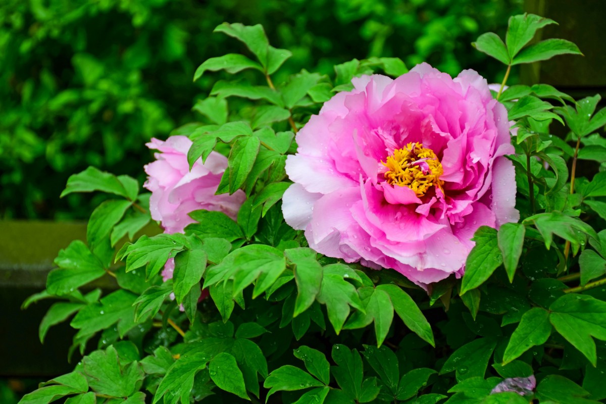 Как не погубить пионы в августе: советы опытного садовода