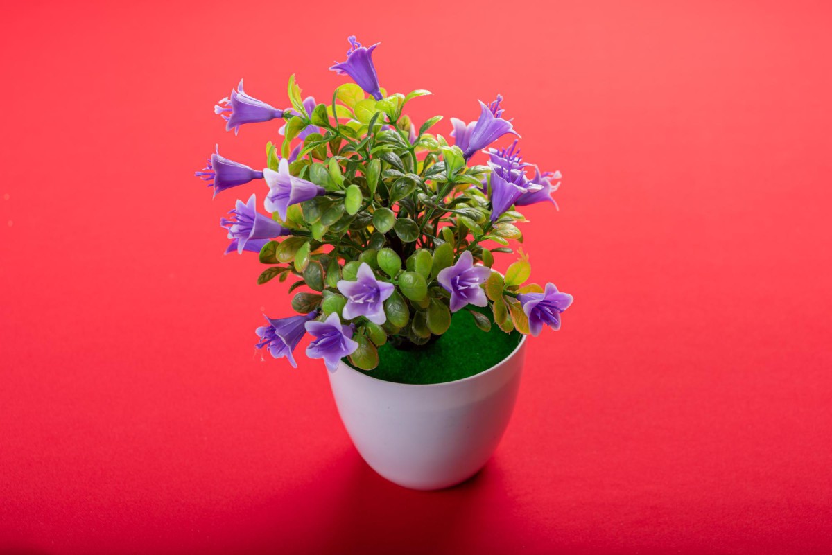 Как избежать жирования петунии: секрет подкормки после пикировки