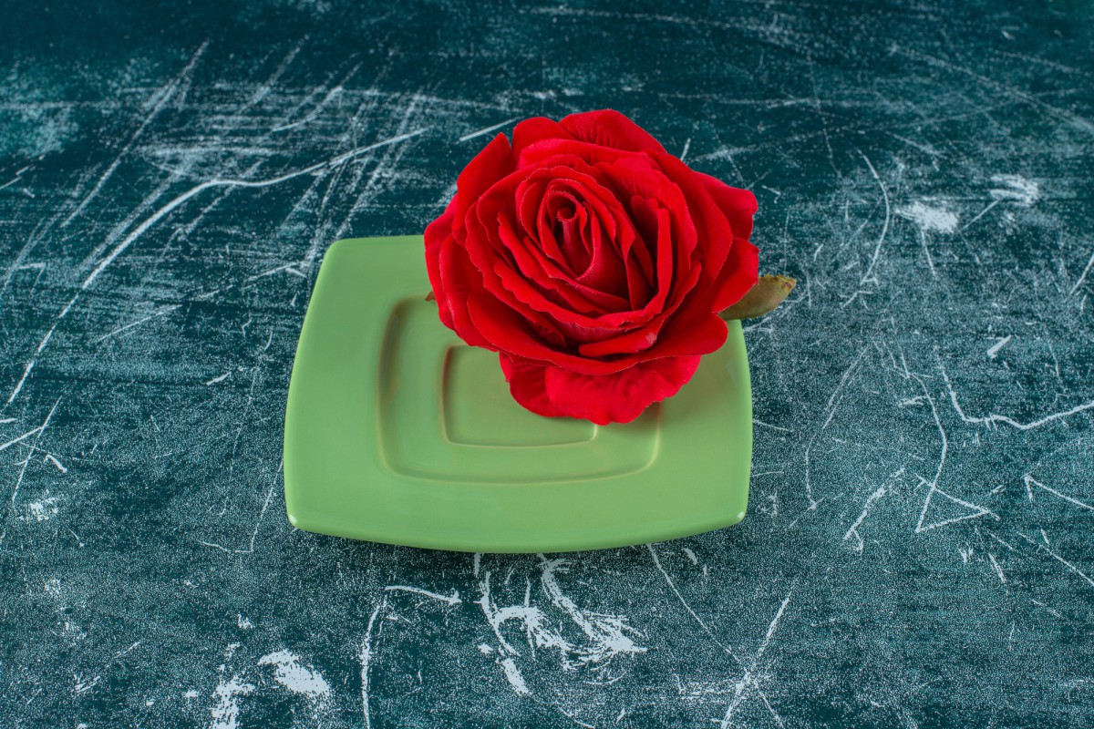 Как подкормить розы в июне для пышного цветения