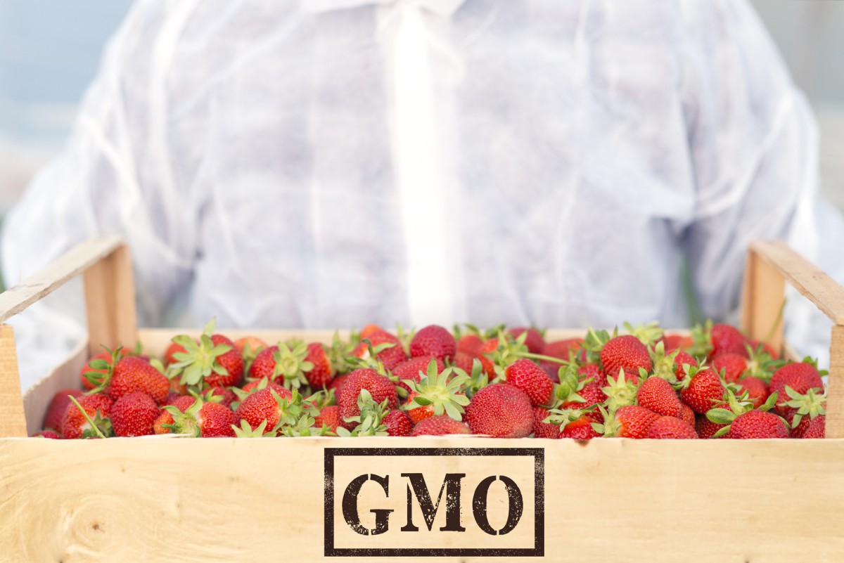 Как распознать настоящую отечественную клубнику: советы эксперта