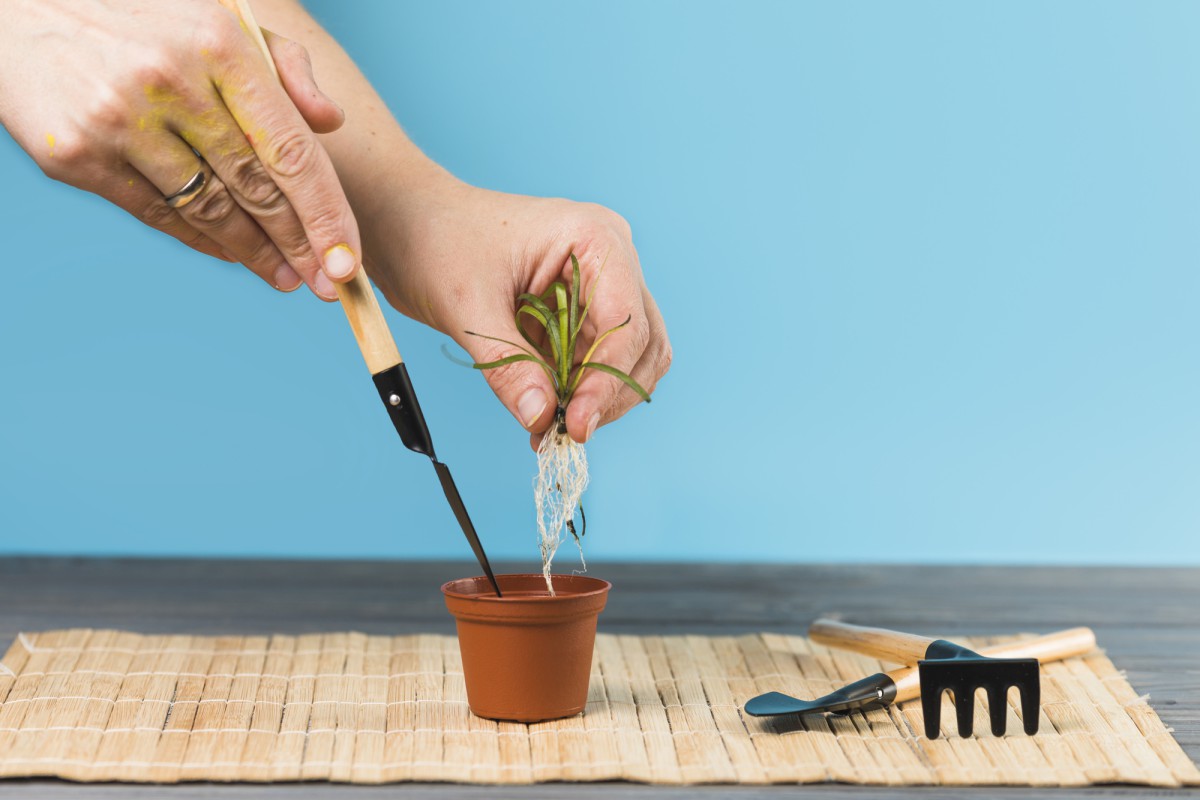 Как вырастить в 2 раза больше петуний из одного пакета: простая хитрость