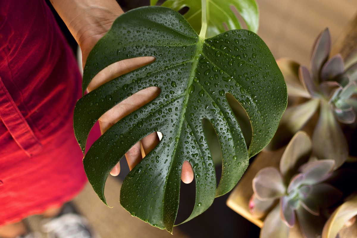 Как не погубить монстеру в отопительный сезон: советы по уходу