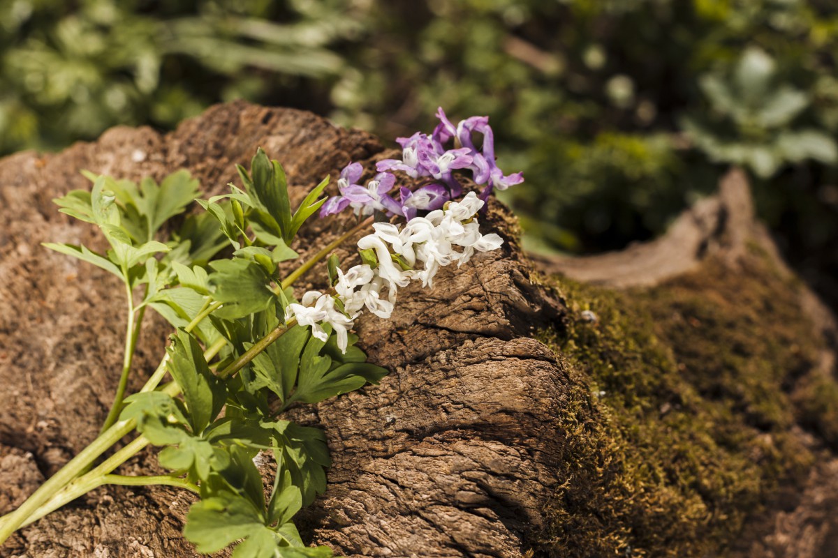 Вереск обыкновенный: неприхотливый кустарник для вашего сада