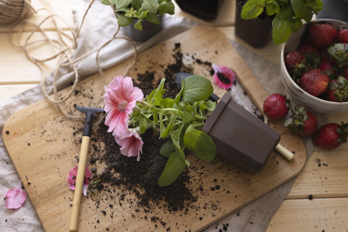 Секреты успешного выращивания цветов в контейнерах: избегайте этих ошибок